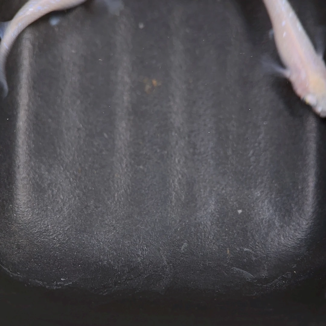 青鳉编号97 白雪公主一对