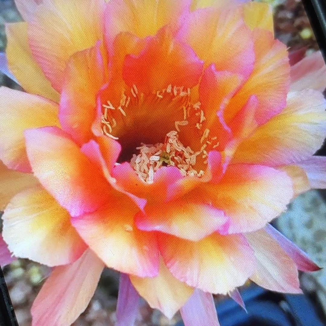 财神彩侧牙20包邮1