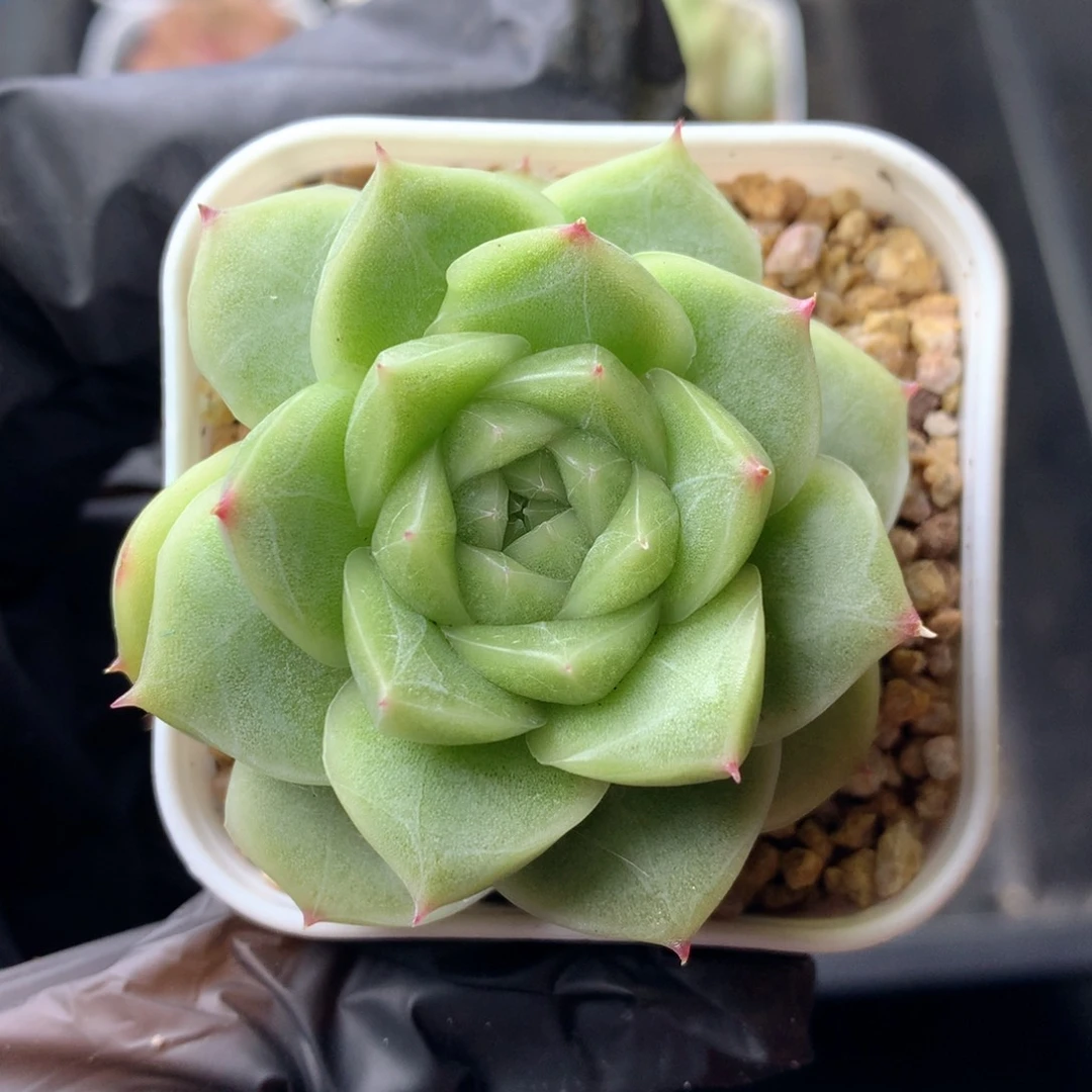 58包邮  群生不包整 24