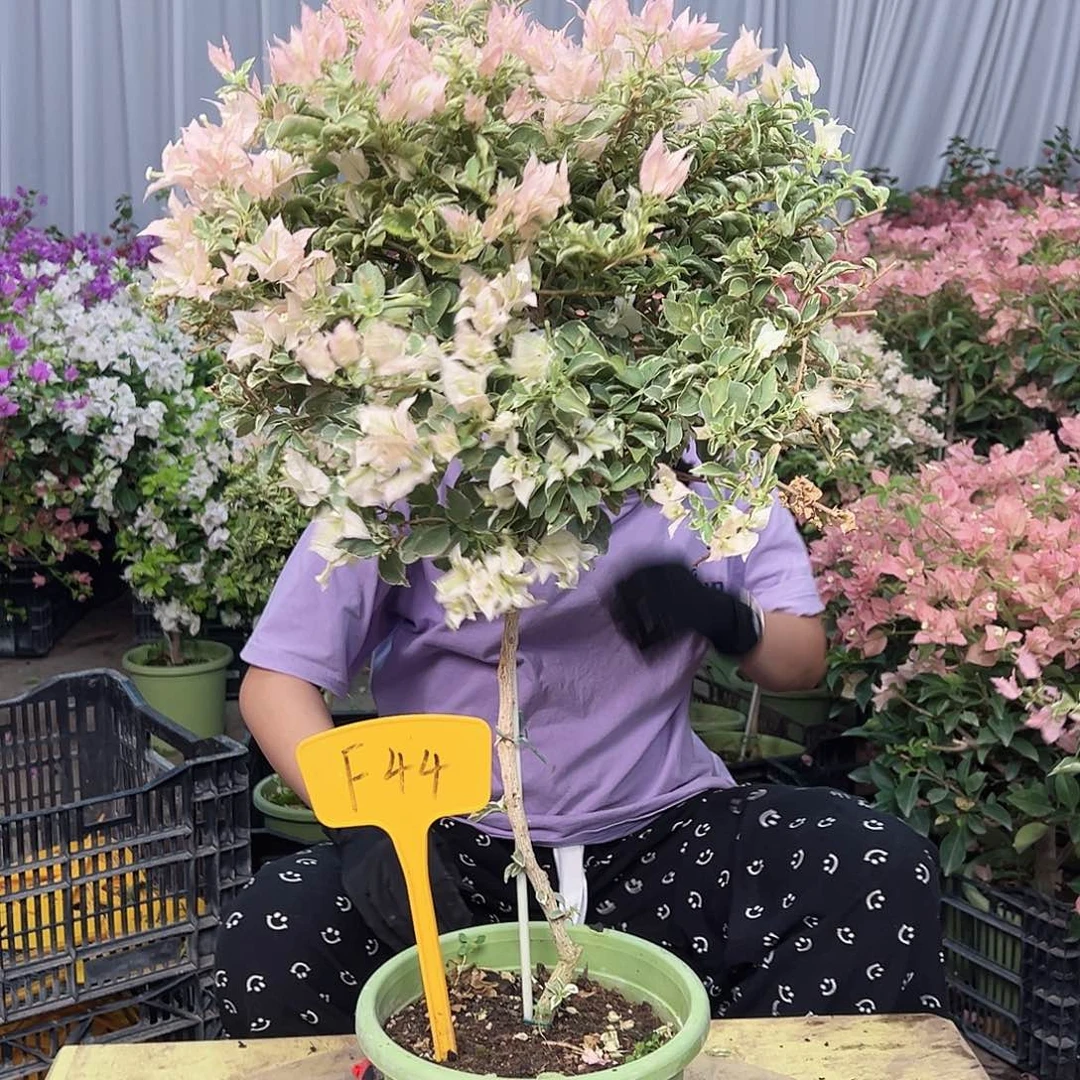 我***猫完全开放F44少女心