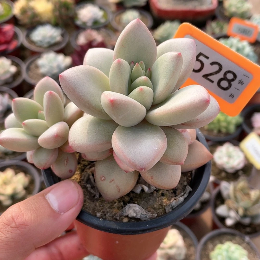 【闪购商品】528号