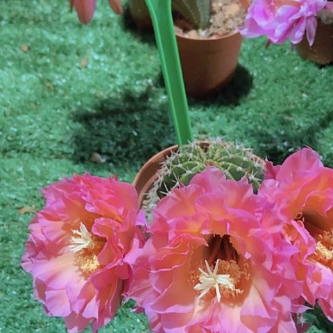 ?****?仙人掌彩草B 412