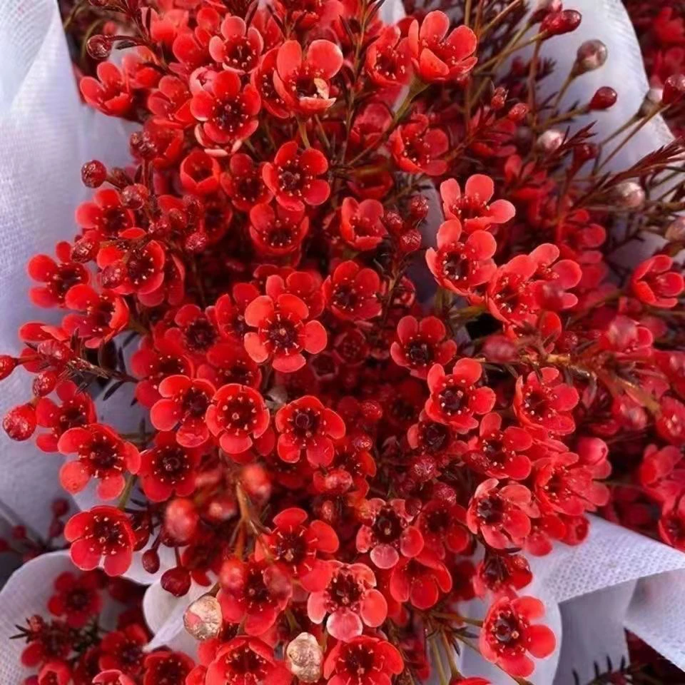 腊梅 凑单品   单拍不包邮   与鲜花任意两单以上包邮