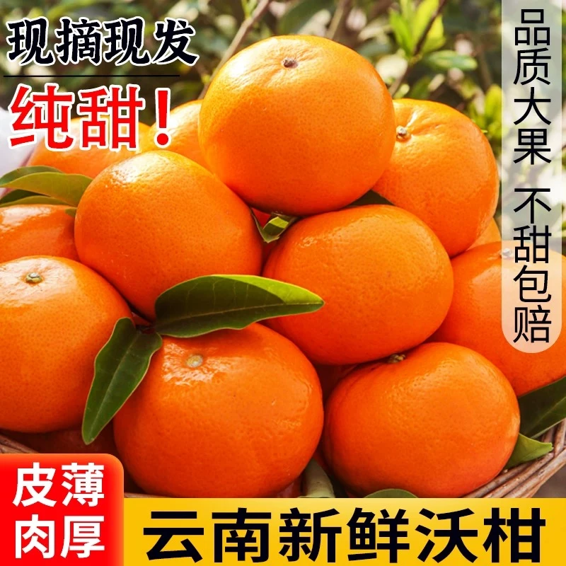 【产地直发】云南高山沃柑新鲜应季水果皮薄多汁易剥皮现摘现发整箱