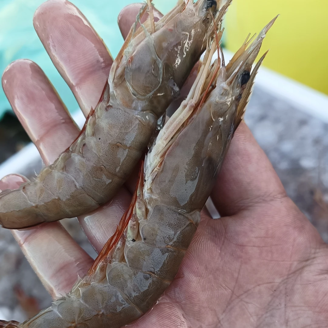 湛江新鲜毛虾 红须虾 小麻虾 容易松头黑头 介意勿拍