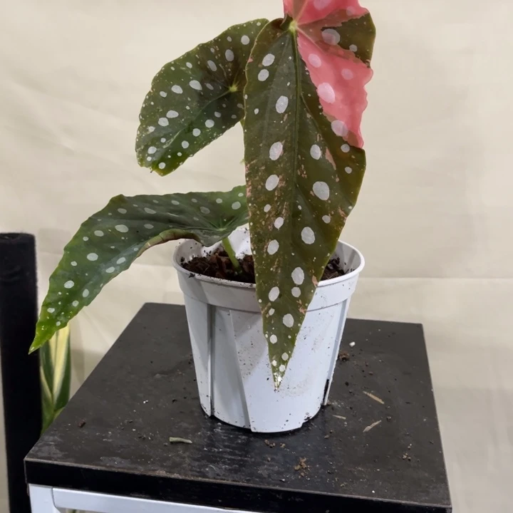 完全开放鳟鱼粉锦秋海棠。