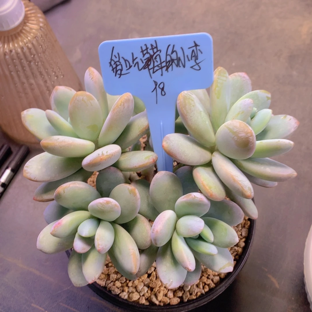 我家的小姐姐们都是我的小可爱