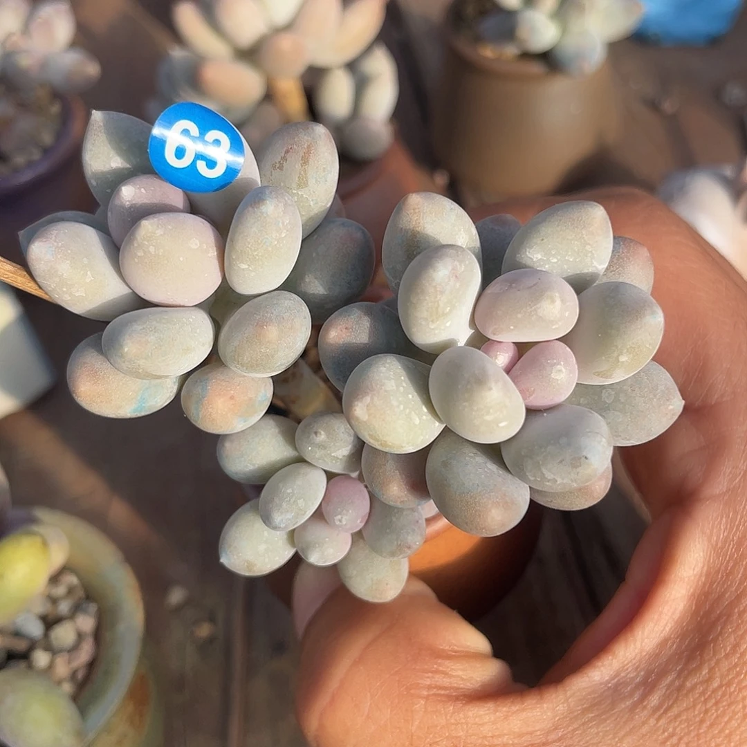 溜溜球 盆口4 脱土发货