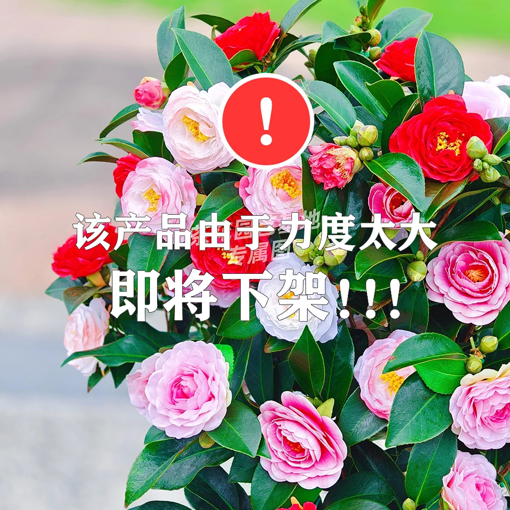 【加大加高80cm-1米】五色茶花原盆原土带花苞发
