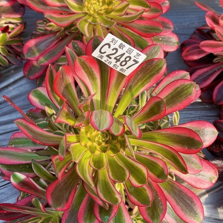 2487冰淇淋锦多肉植物法师