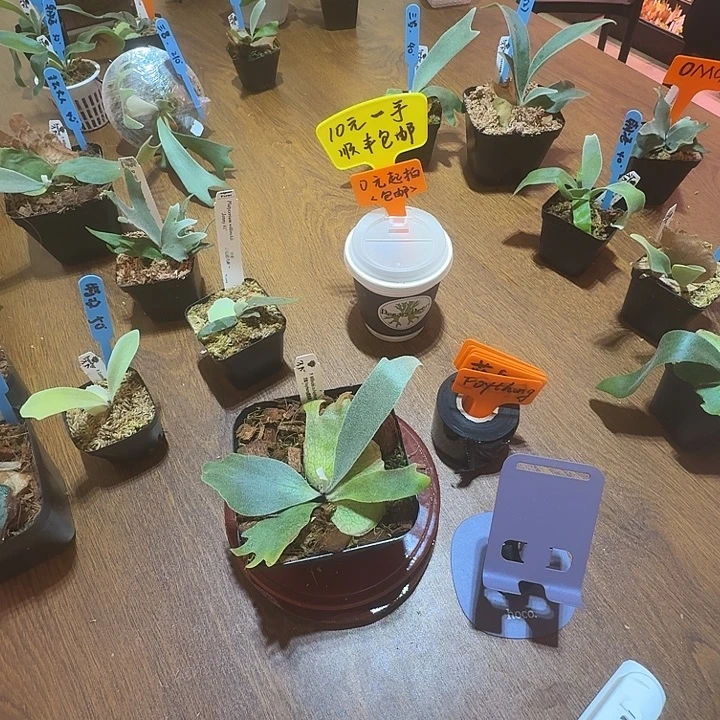 无花朵鹿野直播间竞拍Foythong