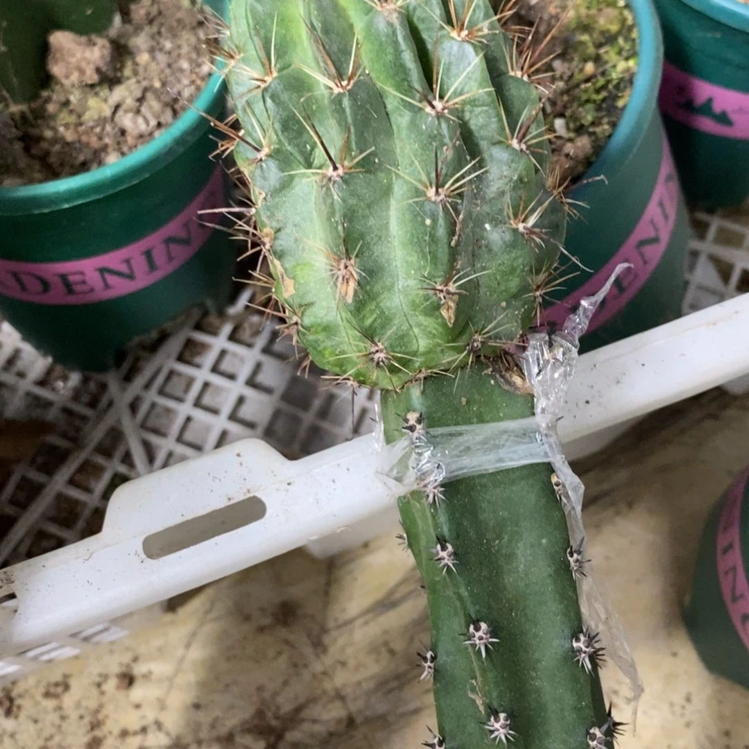 云****?新品白花绿喉母本绣谱一物一拍微瑕