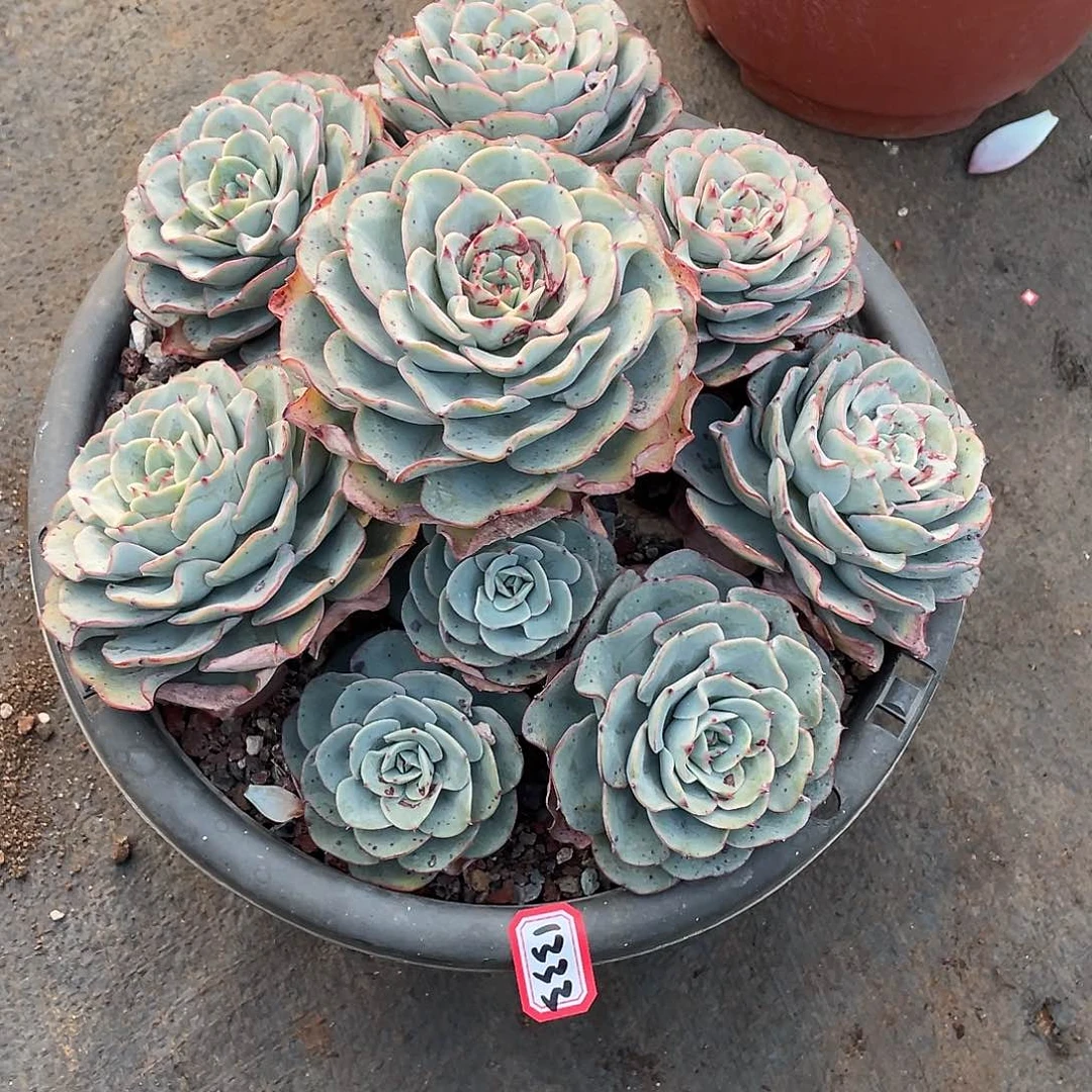 1333黄桃 一物一拍多肉