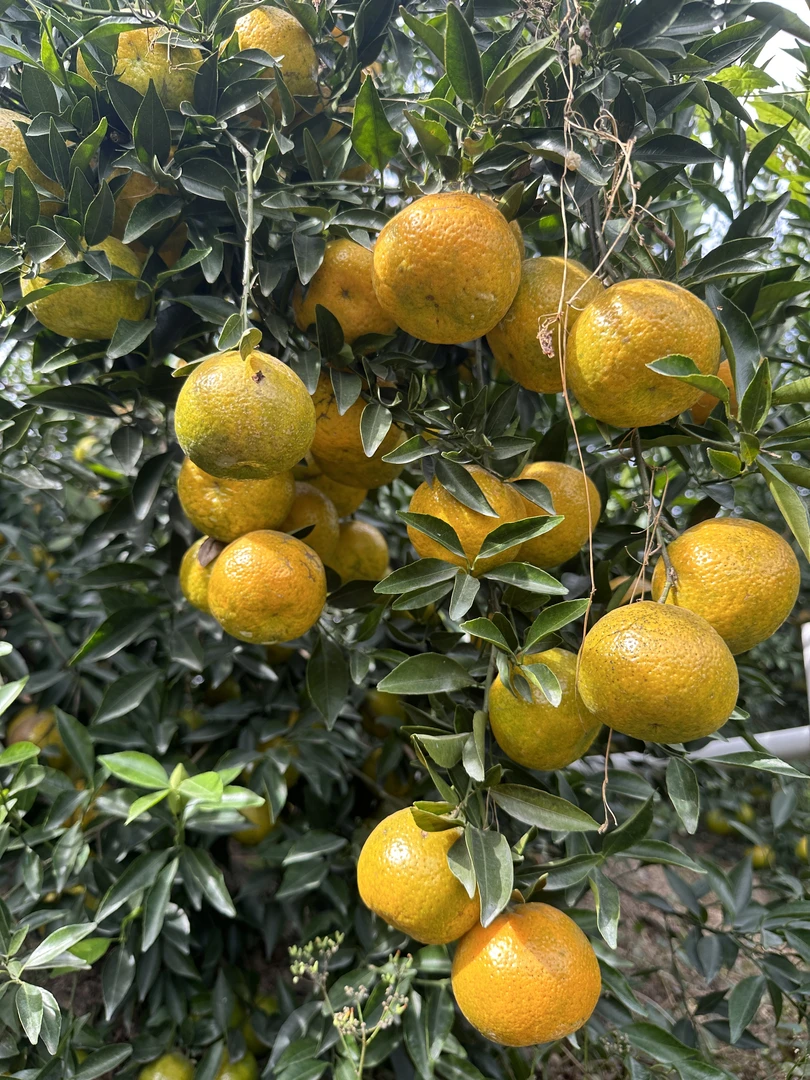 【新皮贡品收藏核心】东甲牛比围大红皮二红皮（直播间为准）