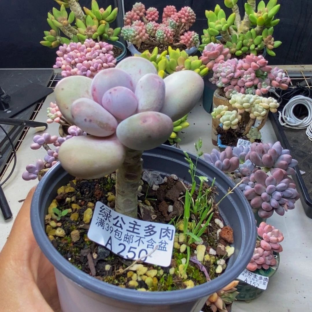 250大叶奶多肉6c m