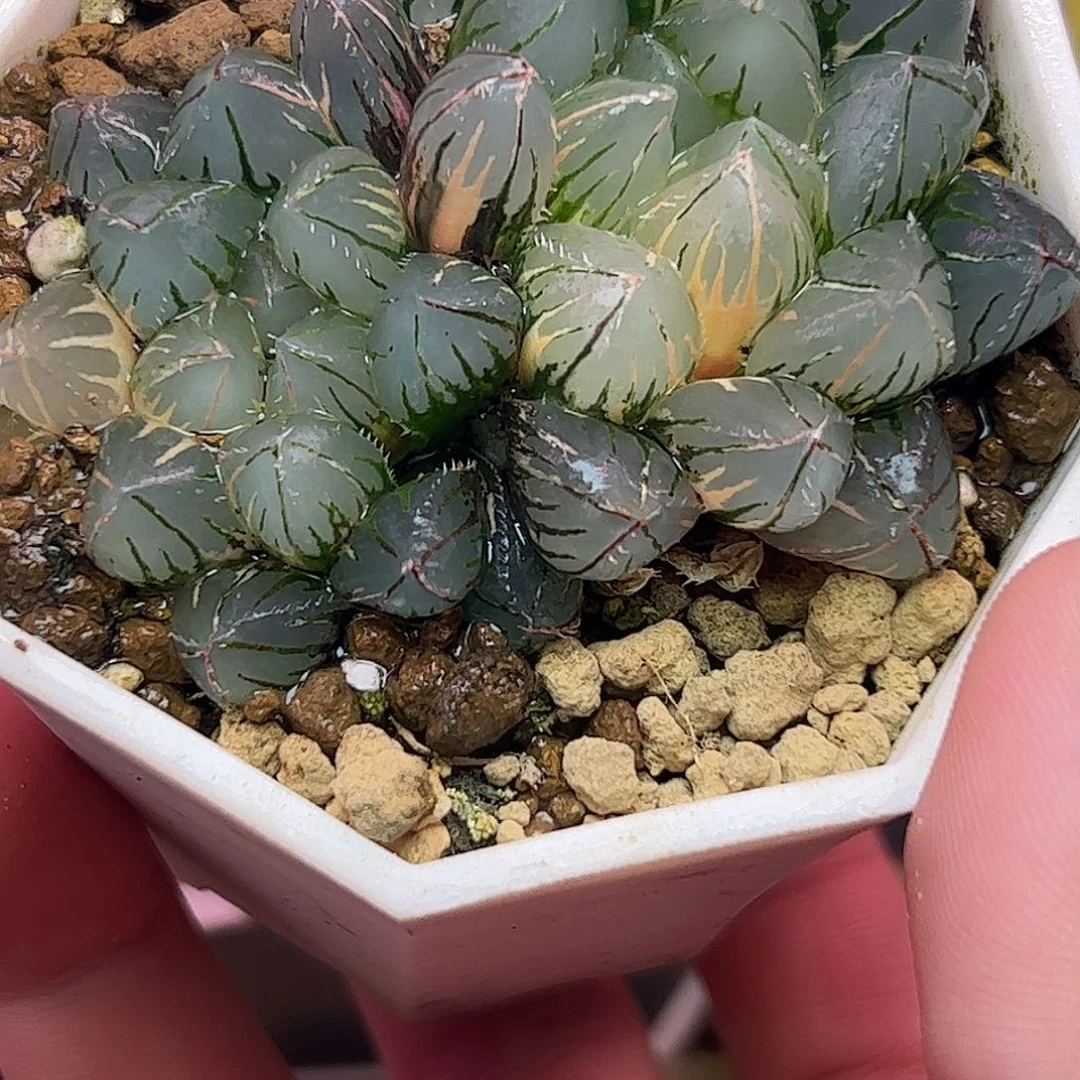 oh锦十二卷多肉植物