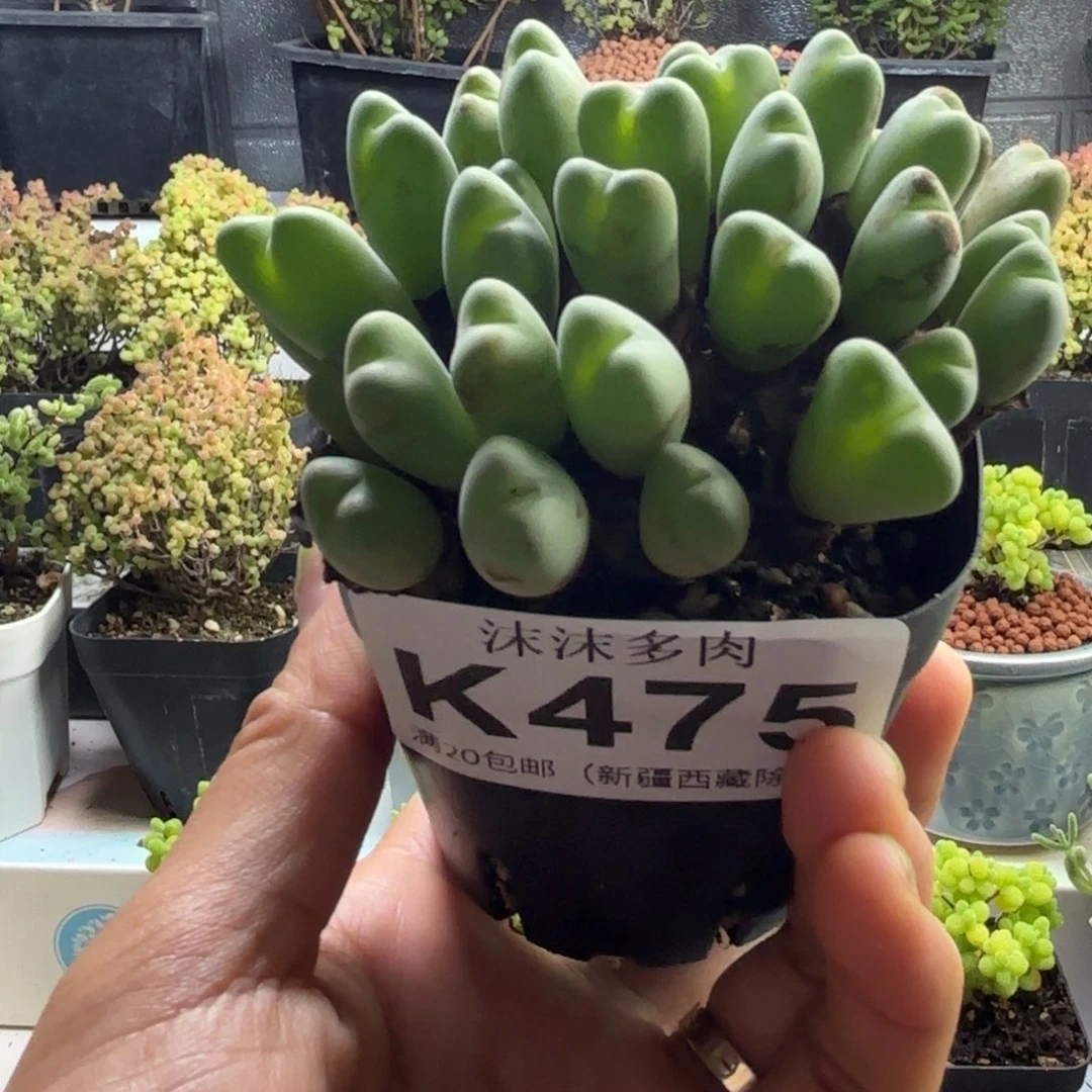 475橙花少将多肉植物