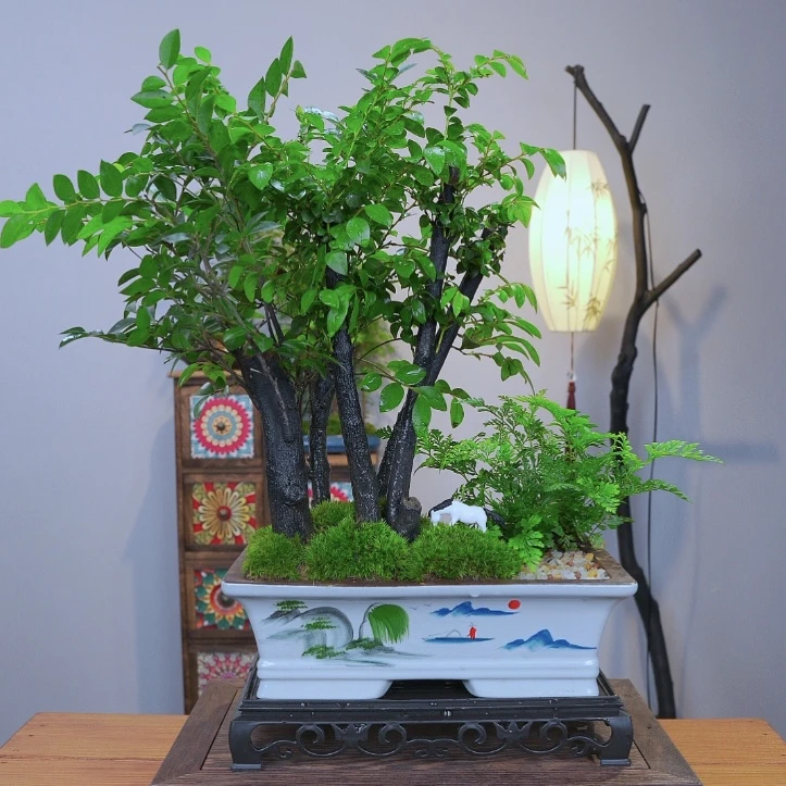 小叶紫檀盆景室内高端盆栽净化空气懒人植物花卉送礼绿植桌面盆景
