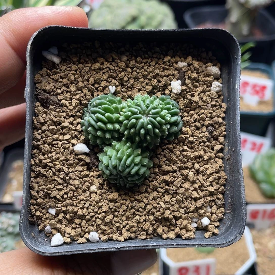 4头蝌蚪丸带盆土包邮