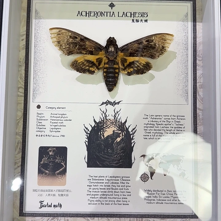 鬼脸天鹅蝴蝶标本瑕疵