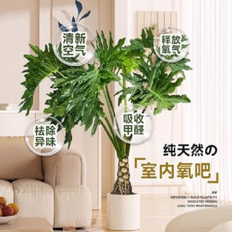 老桩龙鳞春雨直播间一物一拍链接