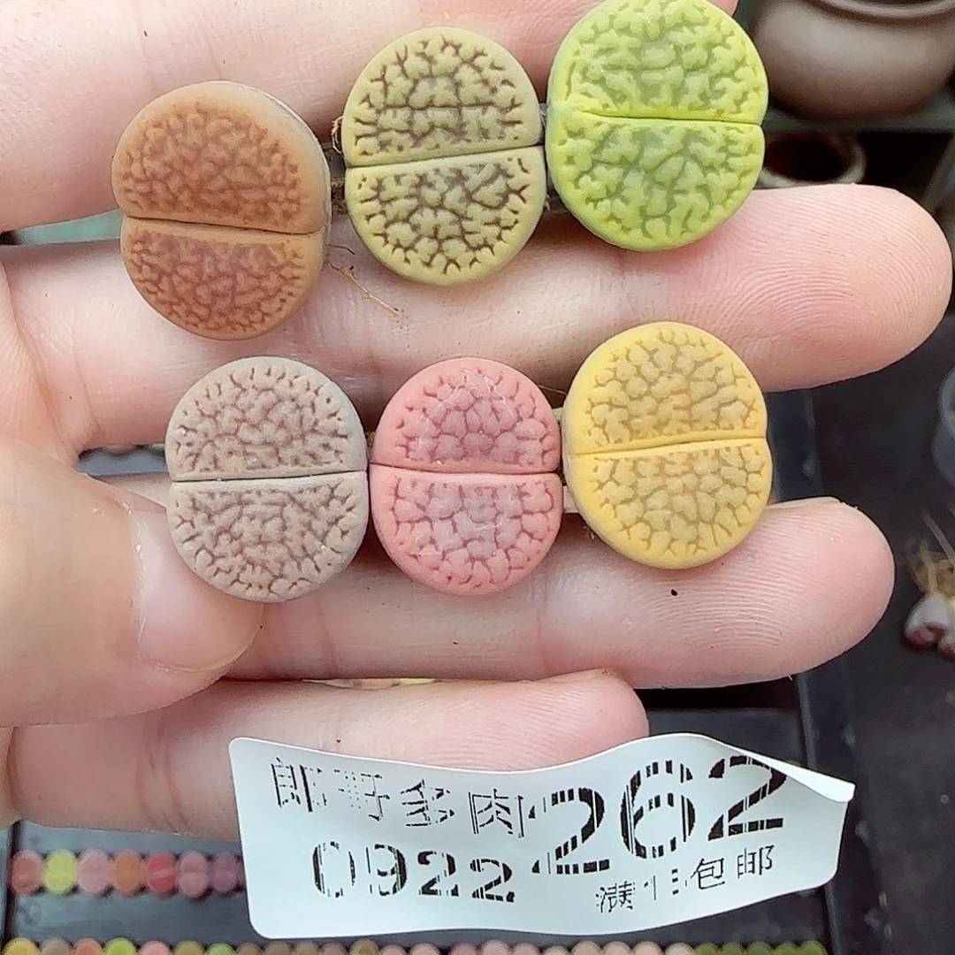 徐***欢满满18包邮0922-262