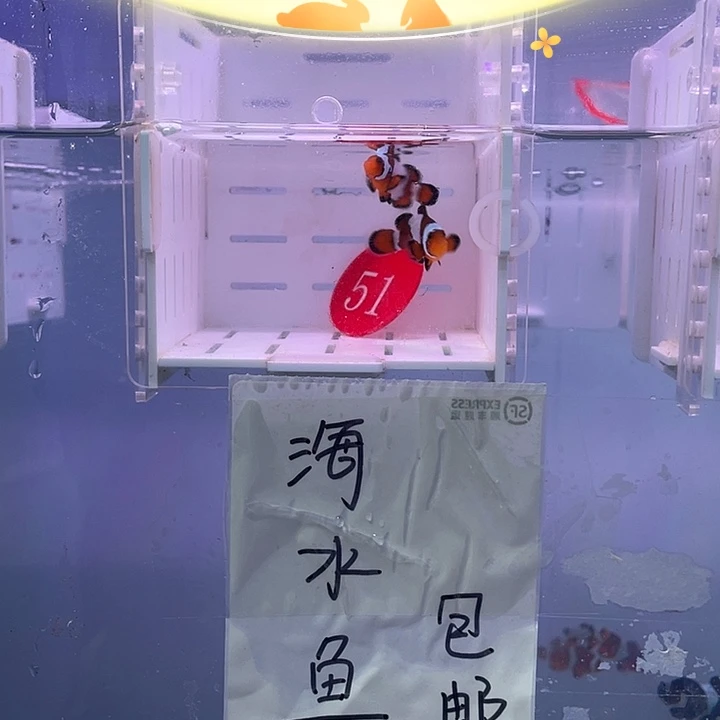 海水鱼血印小丑鱼