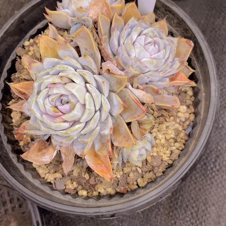 友家多肉一物一拍76