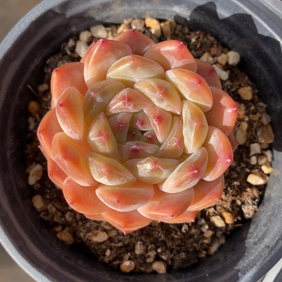 自助下单一物一拍多肉，下滑更多品种选择