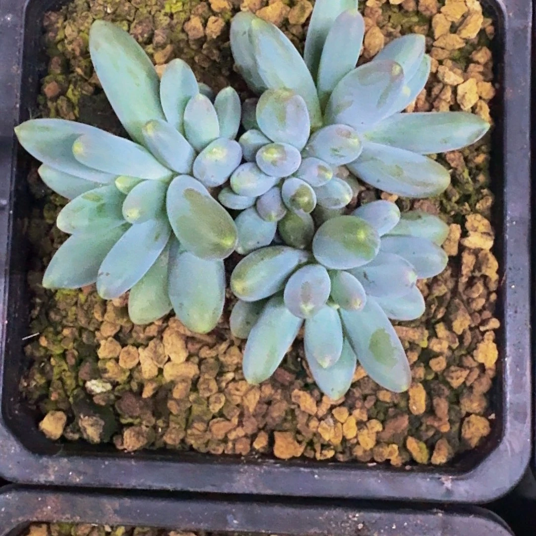 胖烟花 群生  一物一拍