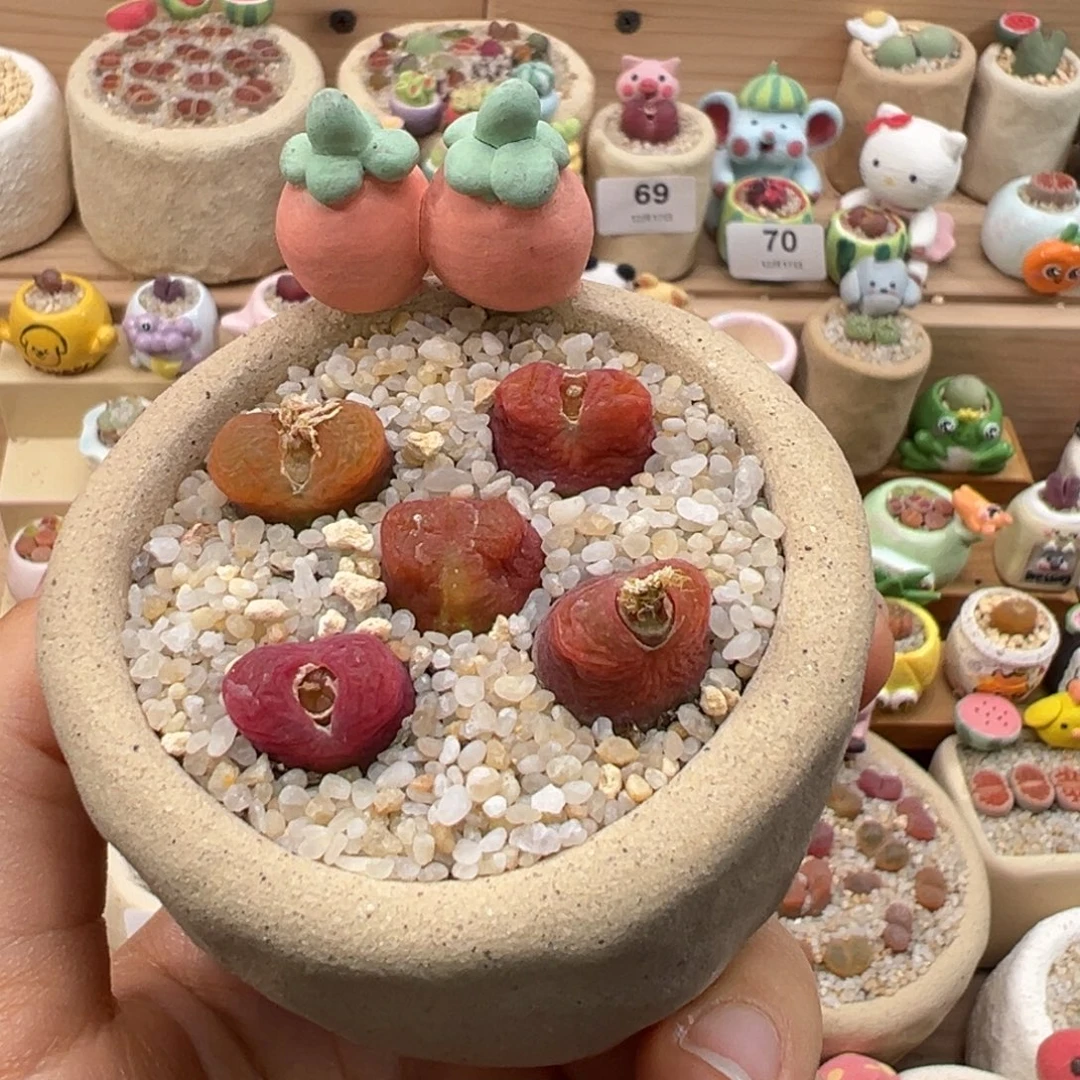 安***妮多肉植物102号种橘红10个