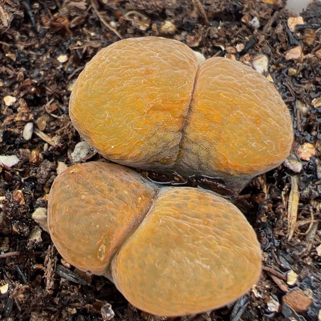 522多肉植物种类和
