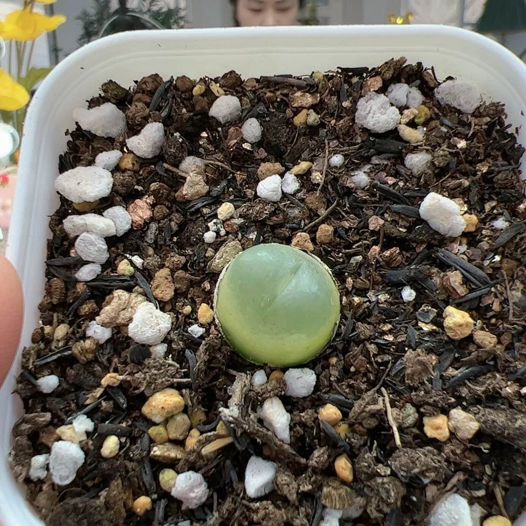 【闪购商品】325 拉登1.5