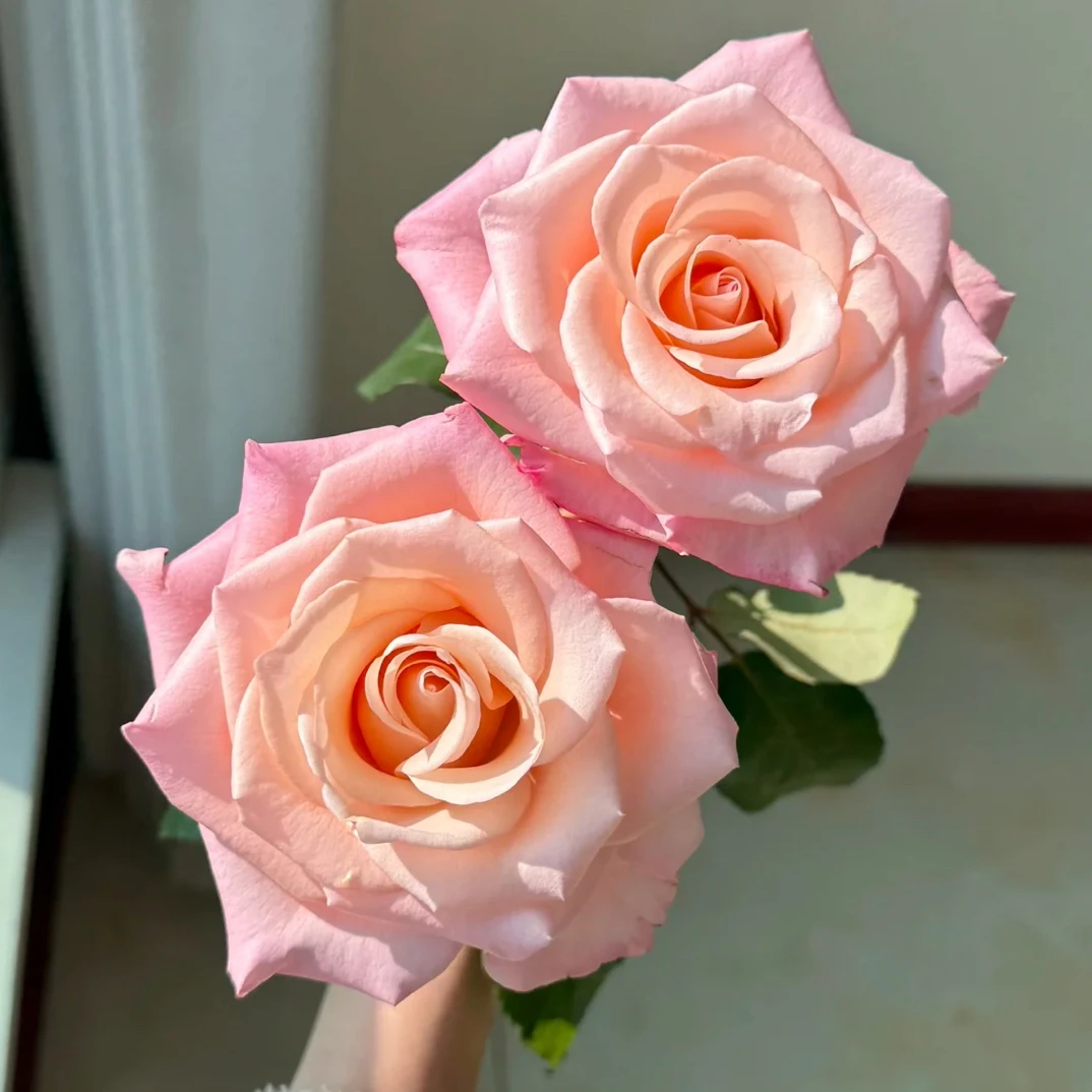 （绿光玫瑰）12支罗斯林！三件顺丰空运20%不售后