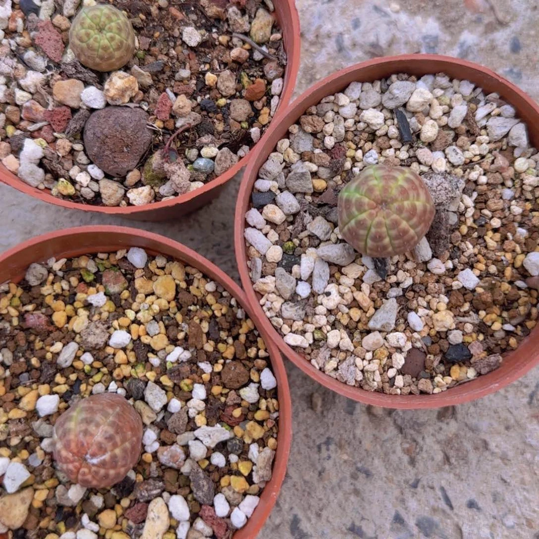 ?*猪块根植物块根植物