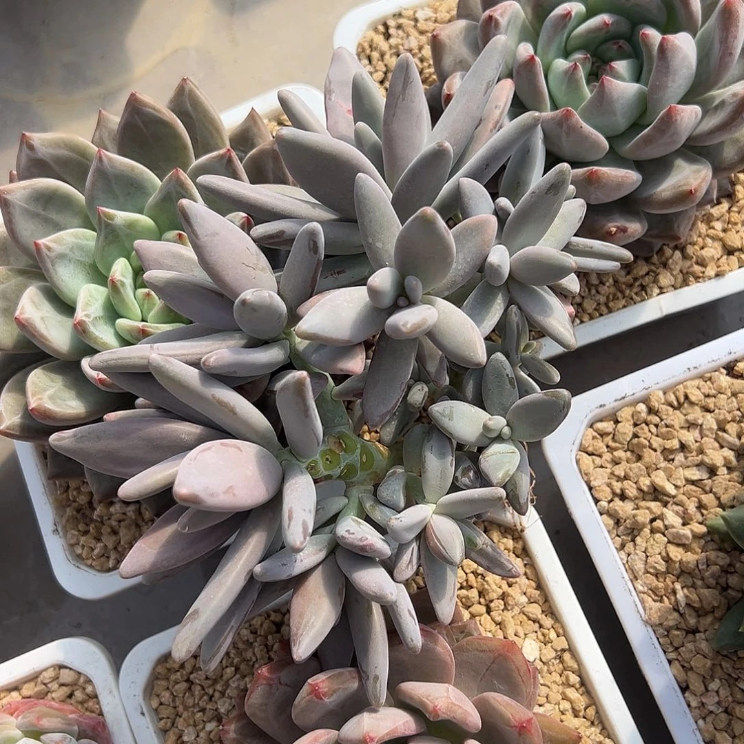 企鹅树桩多肉植物