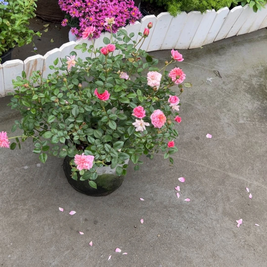 【闪购商品】完全开放江****团