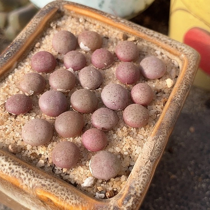 4515小拳拳样本一颗