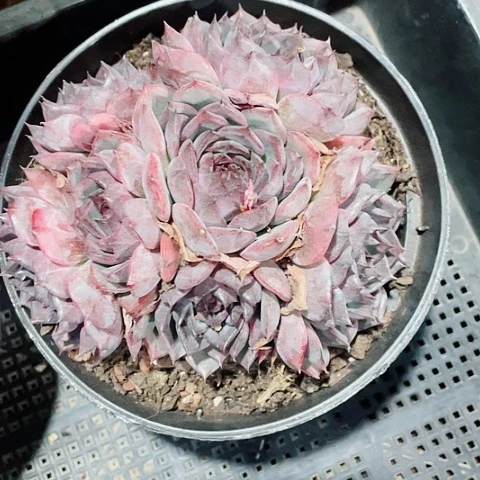 蓝莓65一盆588568888588