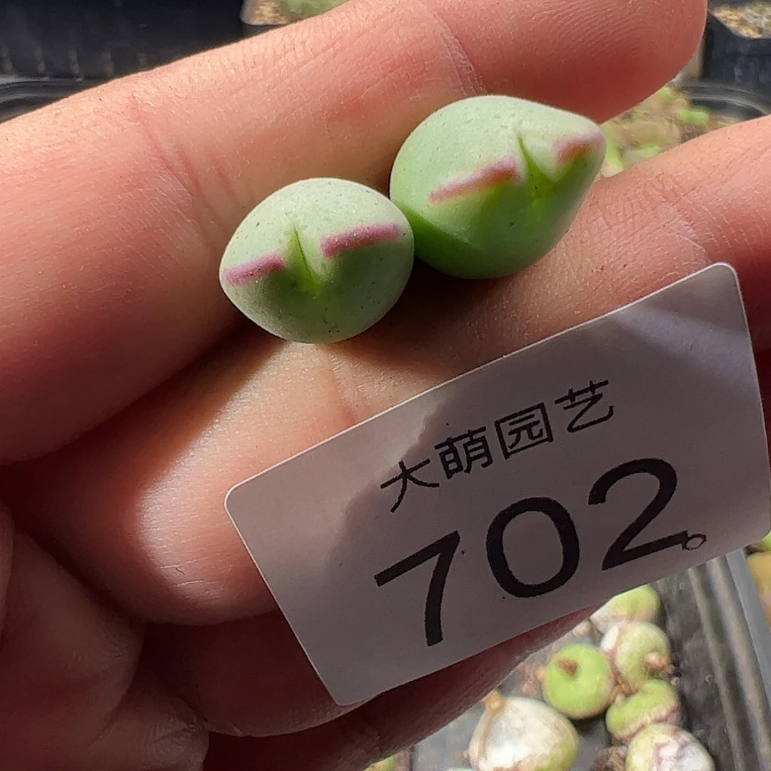 一物一拍正版1414.71皮卡丘702