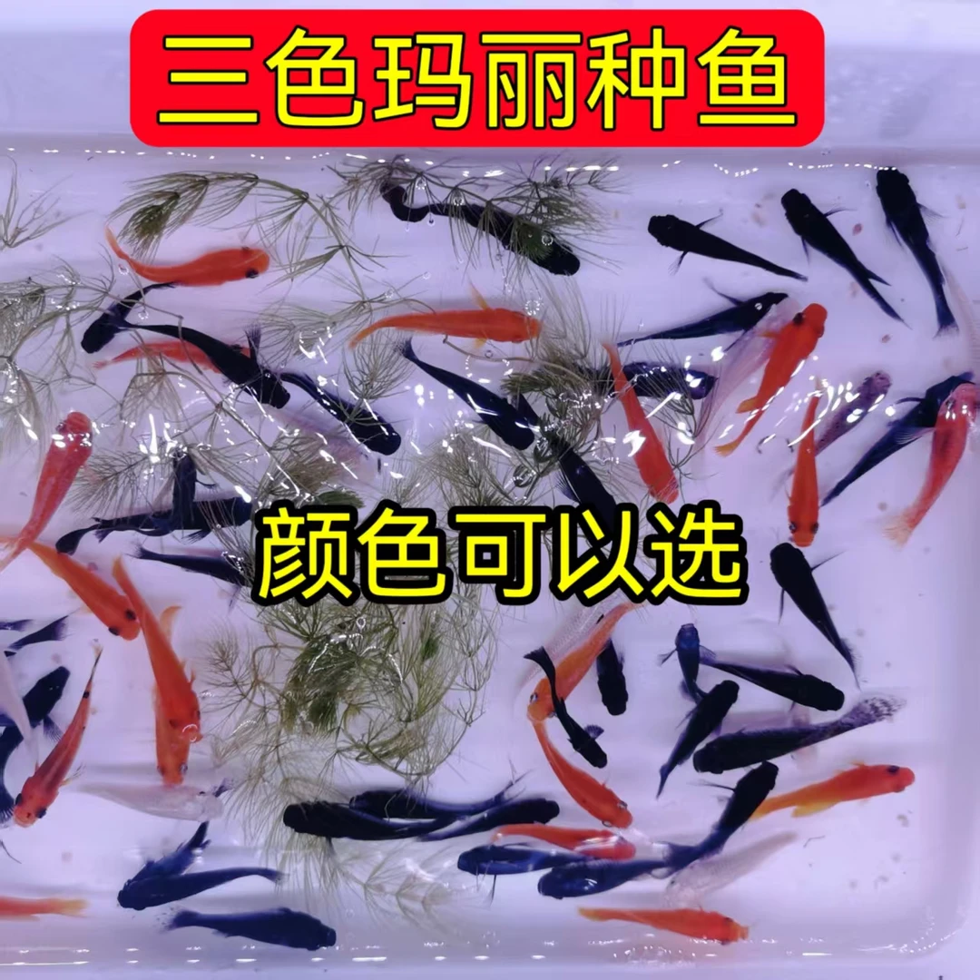 三色玛丽鱼便宜观赏鱼淡水小型黑玛丽红玛丽白玛丽热带鱼不用打氧