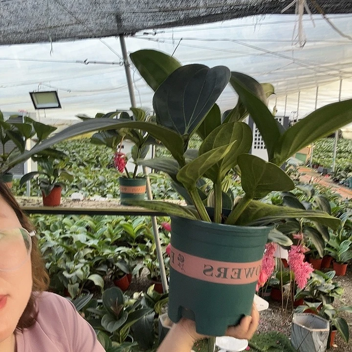 幸***儿荷兰进口宝莲灯花卉