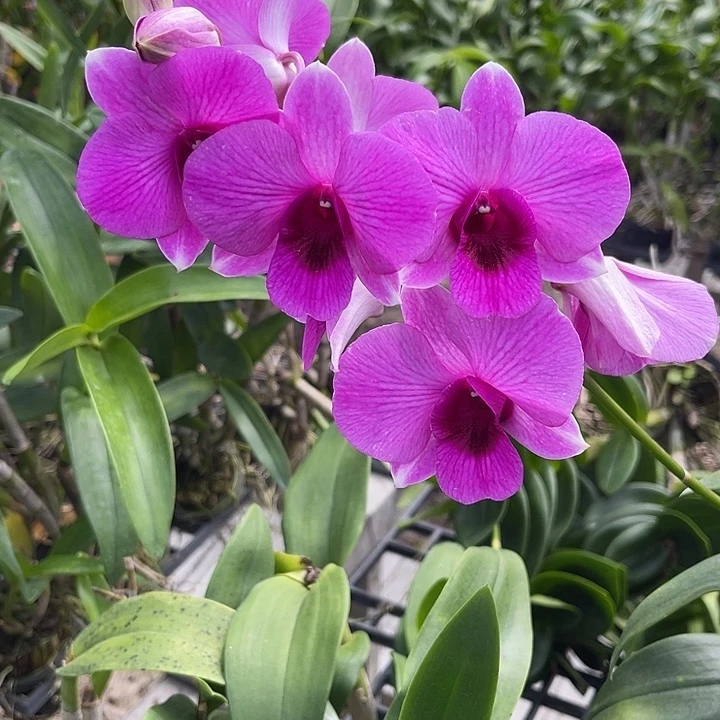 当前无花朵，栽培后可花朵紫红萨量拍