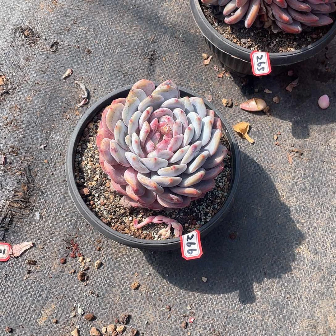 266橙子 一物一拍多肉