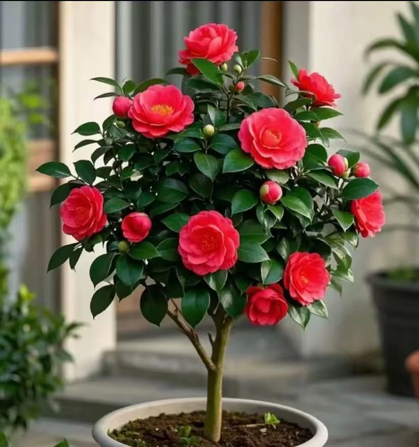 四季山茶花高原土原盆发货确四季开花
