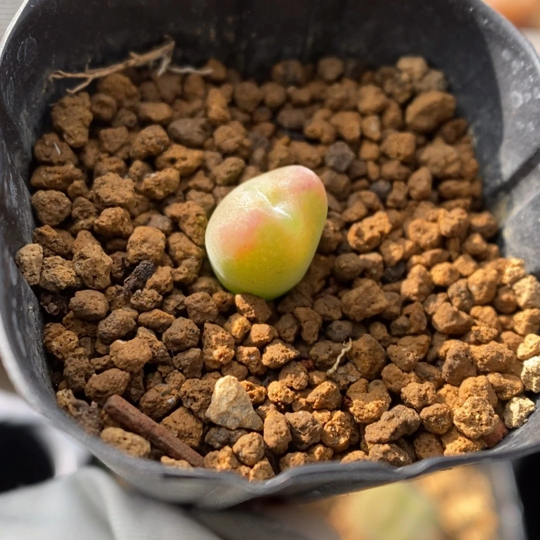 多肉植物肉锥杂交K-844