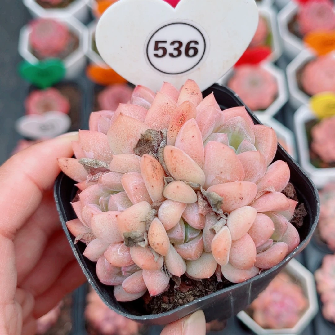 536号小老桩糖心群6头