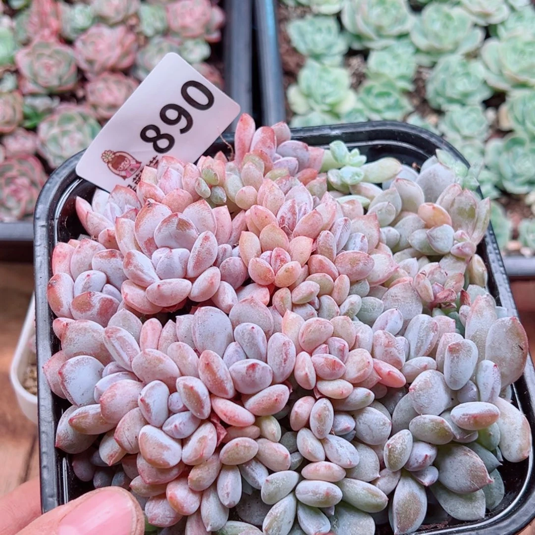 多肉植物多肉植物