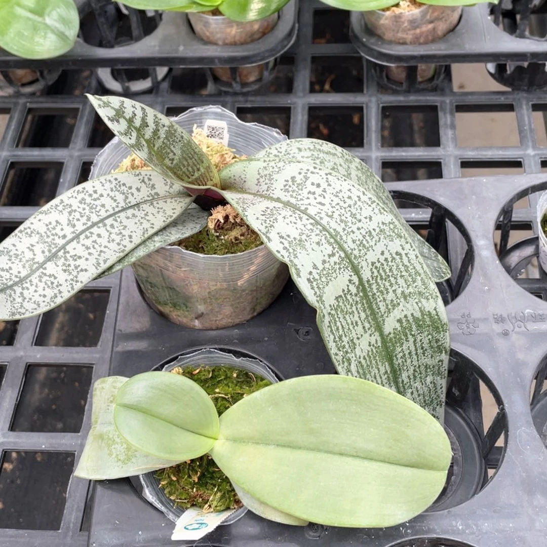 当前无花栽培后可以开花【13专拍】红斑象+swr银叶西