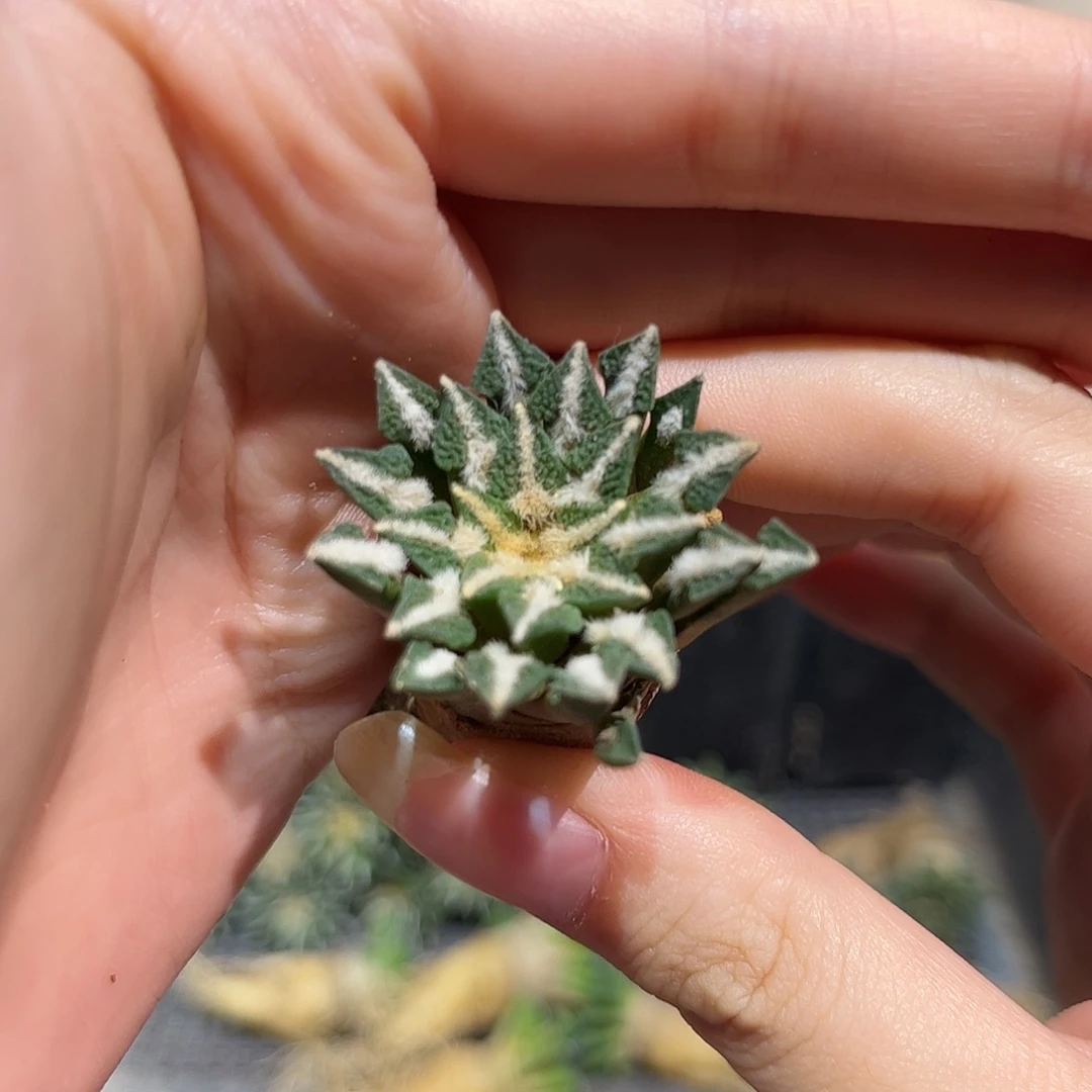 3.5cm实生大黑牡丹萝卜根